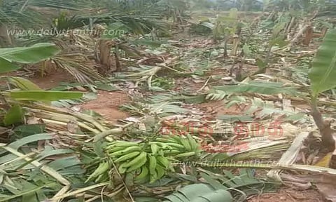 தோட்டத்தில் புகுந்து காட்டுயானைகள் அட்டகாசம்-500 வாழைகள், 20 தென்னை மரங்கள் நாசம்