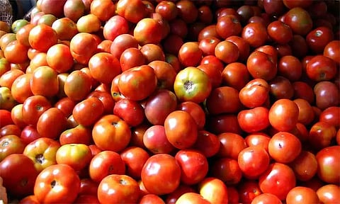 கர்நாடகாவில் பண்ணையில் இருந்து ரூ.1.5 லட்சம் மதிப்புள்ள தக்காளி திருட்டு