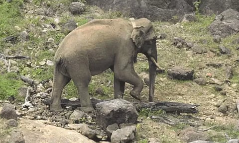 அரிக்கொம்பன் யானையை மீண்டும் கேரளாவில் விடக்கோரிய வழக்கு தள்ளுபடி - சுப்ரீம் கோர்ட்டு உத்தரவு