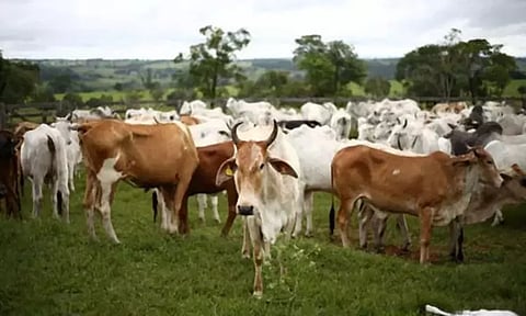 பொன்னேரி அருகே விவசாய பயிர்களை மேய்ந்த 40 கால்நடைகள் கோசாலையில் அடைப்பு - உரிமையாளர்கள் சாலைமறியல் செய்ததால் பரபரப்பு