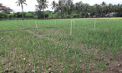 விலை உயர்வு காரணமாக பூண்டு பயிரிட விவசாயிகள் ஆர்வம்