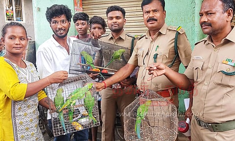 மதுரையில் வீடுகளில் கிளிகள் வளர்க்க தடை