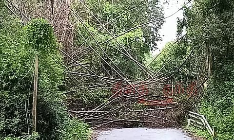 தாளவாடி அருகே சாலையில் முறிந்து விழுந்த மரம் போக்குவரத்து துண்டிப்பு
