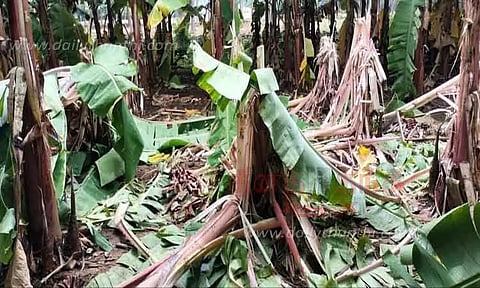 கள்ளிப்பட்டி அருகே வாழை தோட்டத்தில் புகுந்து மர்ம விலங்கு அட்டகாசம்