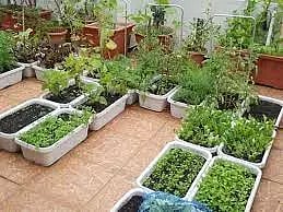 கூடலூர் பகுதியில் மாடித்தோட்டம் அமைக்க பழங்குடியினர் விண்ணப்பிக்கலாம்-தோட்டக்கலைத்துறை அதிகாரி தகவல்