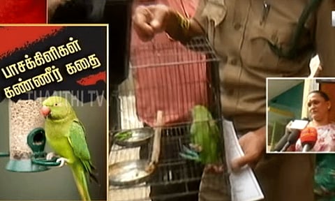 வீட்டில் வளர்க்கப்பட்ட கிளிகளை பறிமுதல் செய்த அதிகாரிகள்... கிளிகள் நடத்திய பாசப்போராட்டம்