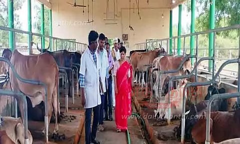 செட்டிநாடு கால்நடை பண்ணையில் கலெக்டர் ஆய்வு