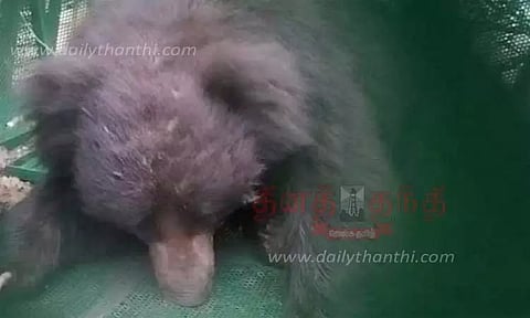 தொடர் அட்டகாசம் செய்த 2 கரடிகள் பிடிபட்டன