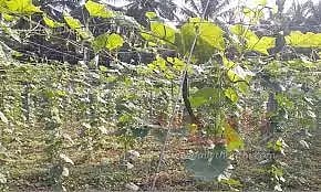 காய்கறி சாகுபடி தொழில்நுட்ப பயிற்சி