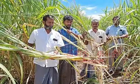 திருப்பாச்சேத்தியில் காட்டுப்பன்றிகளால் கரும்பு விவசாயம் பாதிப்பு