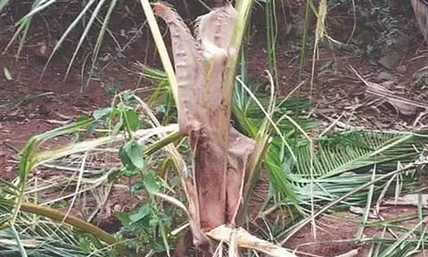 நள்ளிரவில் விளைநிலங்களுக்குள் புகுந்த காட்டு யானைகள் அட்டகாசம்