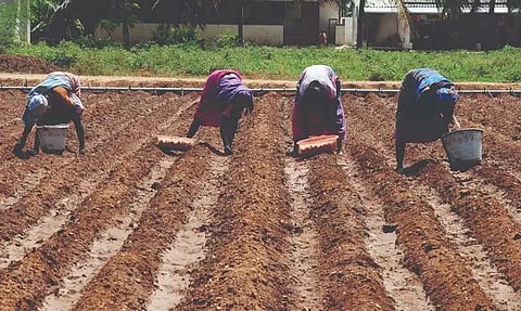 சின்னவெங்காயம் நடவு பணி தீவிரம்