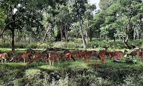 புல்வெளிகளில் மான்கள் நடமாட்டம் அதிகரிப்பு