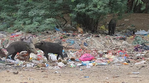 இளம் நெற்பயிர்களை சேதப்படுத்தும் பன்றிகளை பிடிக்க வேண்டும்