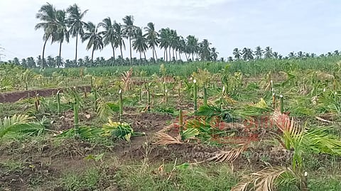 1,000 பாக்கு மரங்கள் வெட்டி சாய்ப்பு