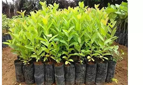 மாவட்ட வனப்பரப்பை அதிகரிக்க விவசாயிகளுக்கு இலவச மரக்கன்றுகள்