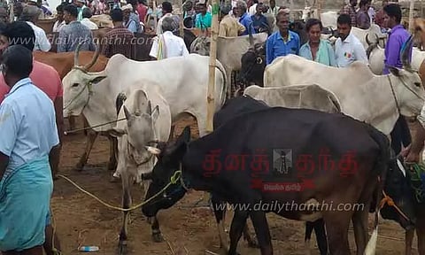 அந்தியூர் மாட்டுச்சந்தையில் காங்கயம் காளைமாடு ஜோடி ரூ.2 லட்சத்துக்கு விற்பனை