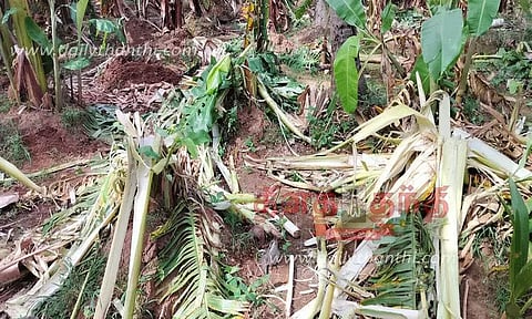 தோட்டத்தில் காட்டு யானைகள் அட்டகாசம்