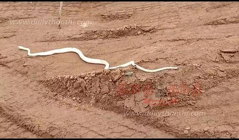 பென்னாகரம் அருகேசாலையை கடந்து சென்ற வெள்ளை நிற பாம்புசமூக வலைத்தளத்தில் வீடியோ வைரல்