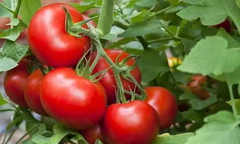 உழவர் சந்தைகளில் குறைந்த விலையில் தக்காளி விற்பனை