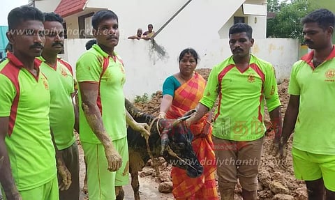 குழியில் விழுந்த மாடு உயிருடன் மீட்பு