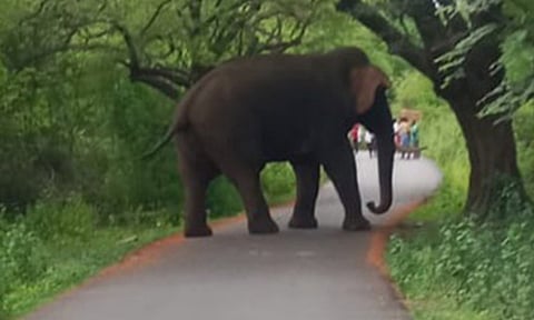 சாலையில் நின்று ஒற்றைக்கொம்பன் யானை அட்டகாசம்