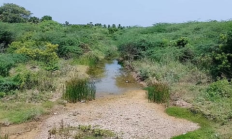 வட்டமலைக்கரை ஓடையில் வளர்ந்துள்ள கருவேல மரங்கள்