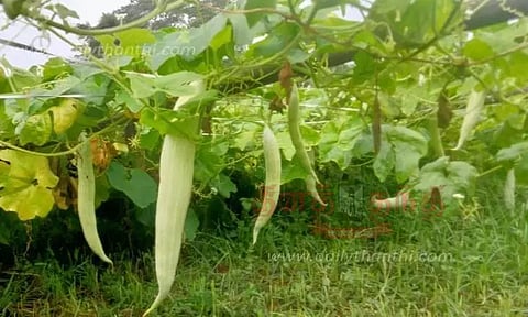 திருவாரூர் மாவட்ட பகுதிகளில் பலத்த மழை:தென்னை, வாழை மரங்கள் சாய்ந்தன