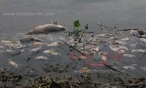 வேல்ராம்பட்டு ஏரியில் செத்து மிதக்கும் மீன்கள்
