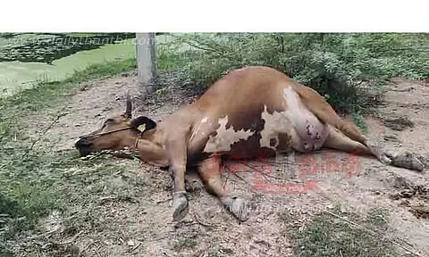 அறுந்து கிடந்த மின் கம்பியை மிதித்த 2 பசுமாடுகள் பலி