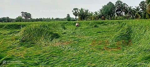 கார்காவயல் ஊராட்சியில் 100 எக்டேர் நெற்பயிர்கள் சாய்ந்து நீரில் மூழ்கின