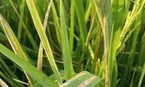 நெற்பயிரில் பாக்டீரியா இலை கருகல் நோயை கட்டுப்படுத்தும் முறைகள்