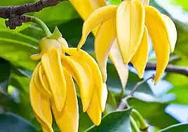 நாமக்கல் தினசரி சந்தையில்சம்பங்கி பூக்கள் கிலோ ரூ.10-க்கு விற்பனைவிவசாயிகள் கவலை