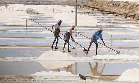 கல் உப்புகளை ஏற்றுமதி செய்யும் பணி மும்முரம்