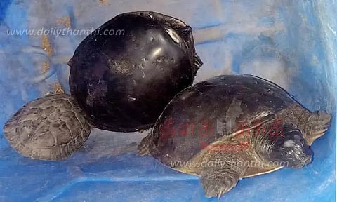 ஆறுகளில் இறைச்சிக்காக பிடிக்கப்படும் ஆமைகள்