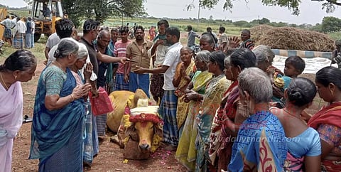 திடீரென மயங்கி விழுந்து இறந்த கோவில் காளை