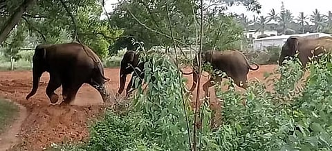 இரைதேடி கர்நாடக கிராமத்திற்குள் புகுந்த காட்டுயானைகள் விரட்டியடிப்பு