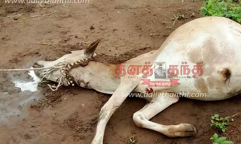 தாளவாடி அருகே சிறுத்தைப்புலி பசுமாட்டை கடித்து கொன்றது