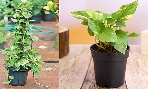 வீட்டுக்குள் 'மணி பிளான்ட்' வளர்ப்பதன் ரகசியம் என்ன?
