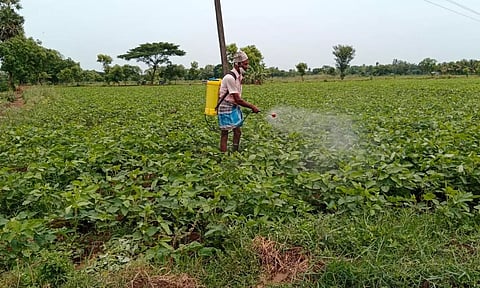 சோயா பீன்ஸ் சாகுபடி பணிகள் தீவிரம்