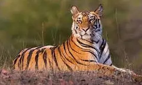சந்திராப்பூரில் புலி தாக்கி விவசாயி, பெண் பலி; இந்த ஆண்டில் இதுவரை 12 பேர் உயிரிழப்பு