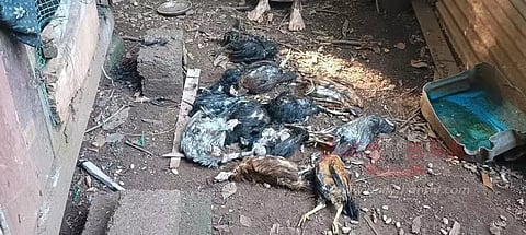 மர்ம விலங்கு கடித்து 15 கோழிகள் சாவு
