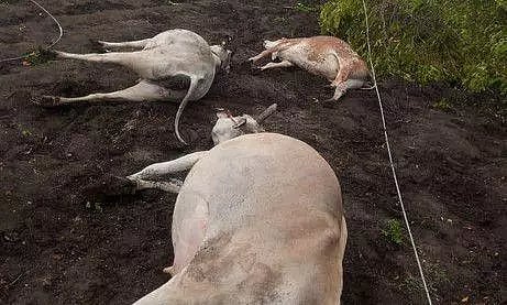 மின்சாரம் தாக்கி 6 மாடுகள் செத்தன