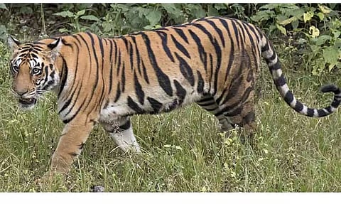 பெரியாத்துக்குறிச்சி கிராமத்தில் மீண்டும் புலிகள் நடமாட்டம்?