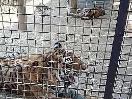 ஹனூரில் சிறுத்தையை பிடிக்க 5 இடங்களில் இரும்பு கூண்டுகள் வைப்பு