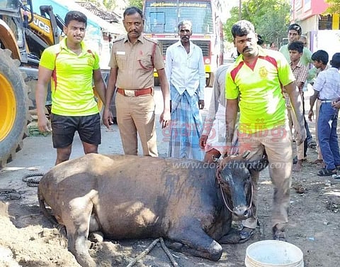 கழிவுநீர் தொட்டியில் விழுந்த பசுமாடு மீட்பு