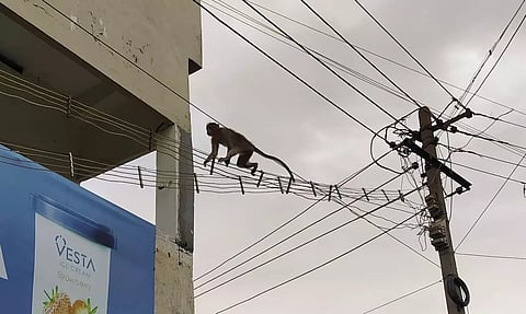 பழனியில் குடியிருப்பு பகுதிகளில் குரங்குகள் அட்டகாசம்