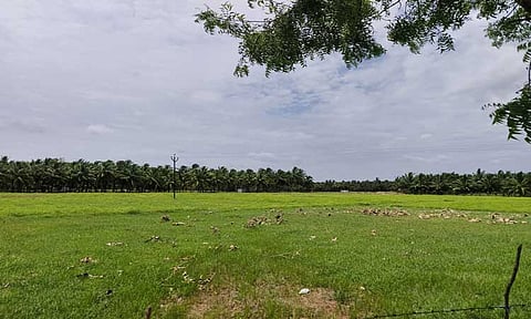 ஆனைமலையில் போதிய மழை இல்லாததால் முதல் பருவ நெல் சாகுபடிக்கு விவசாயிகள் தயக்கம்