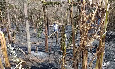 தேக்கு-வாழை மரங்கள் தீயில் எரிந்து நாசம்