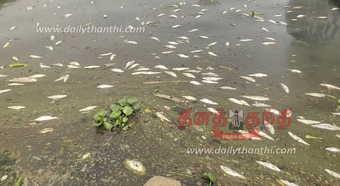 அம்மாபேட்டை காவிரி ஆற்றில் செத்து மிதந்த மீன்கள்- பாறைகளுக்கு வெடி வைத்ததால் இறந்ததா? மீனவர்கள் அச்சம்
